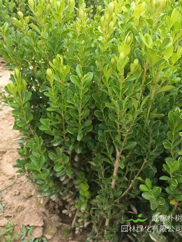 小叶黄杨盆景
