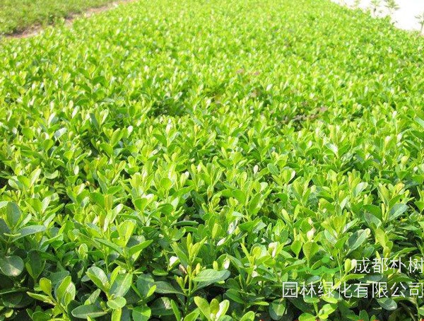 小叶黄杨什么时候修剪最合适？