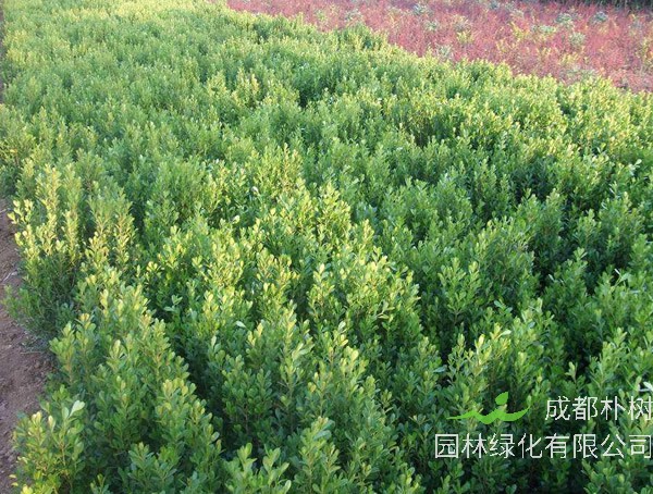 小叶黄杨球如何修剪成盆景？