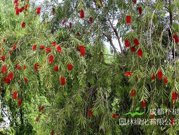 串钱柳价格-图片-形态特征-主要经济价值-分布范围-生长习性