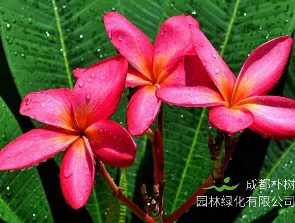 红鸡蛋花价格-图片-形态特征-主要经济价值-植物文化-分布范围-生长习性