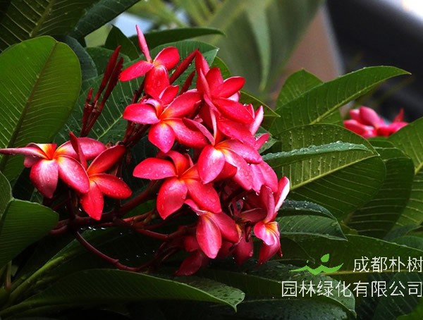 红鸡蛋花价格-图片-形态特征-主要经济价值-植物文化-分布范围-生长习性