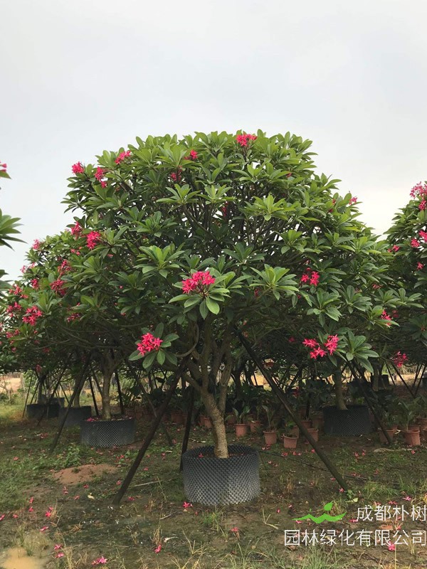 红鸡蛋花价格-图片-形态特征-主要经济价值-植物文化-分布范围-生长习性