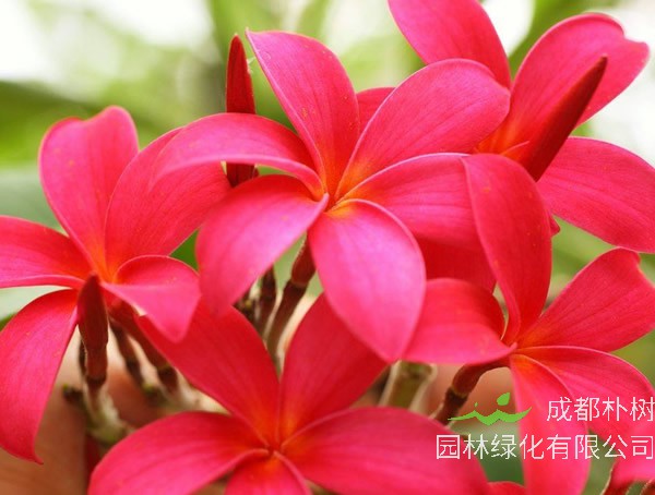 红鸡蛋花价格-图片-形态特征-主要经济价值-植物文化-分布范围-生长习性