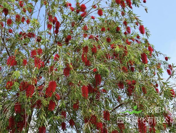 串钱柳价格-图片-形态特征-主要经济价值-分布范围-生长习性