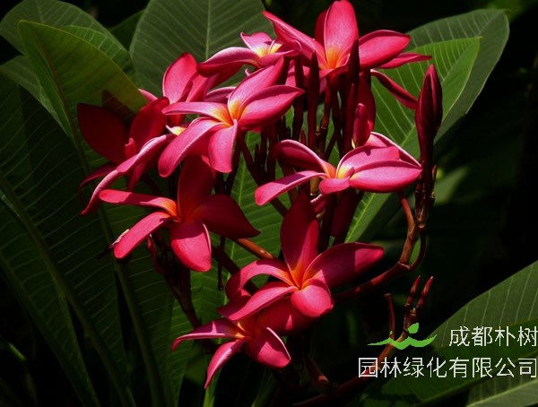 红鸡蛋花价格-图片-形态特征-主要经济价值-植物文化-分布范围-生长习性