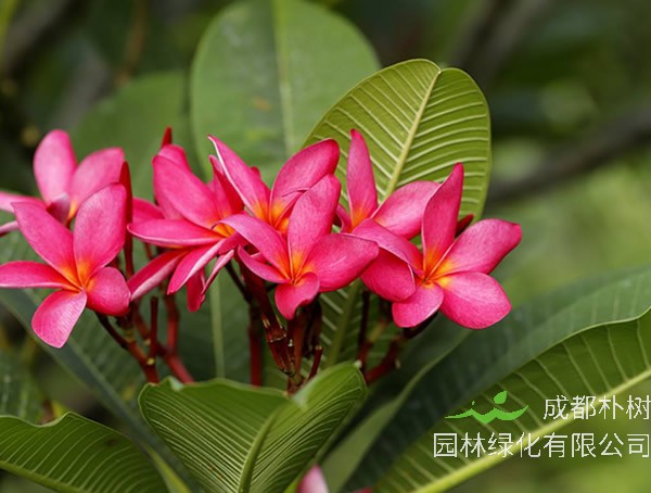 红鸡蛋花价格-图片-形态特征-主要经济价值-植物文化-分布范围-生长习性