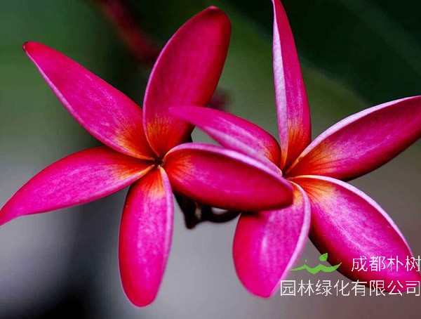 红鸡蛋花的繁殖方法，栽培技术，病虫防治方法介绍