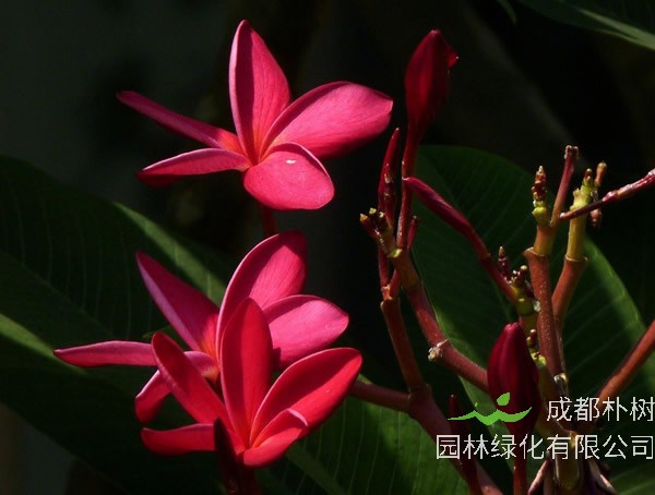 红鸡蛋花贵还是白鸡蛋花贵呢？