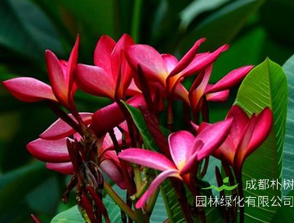 红鸡蛋花的价值有哪些？