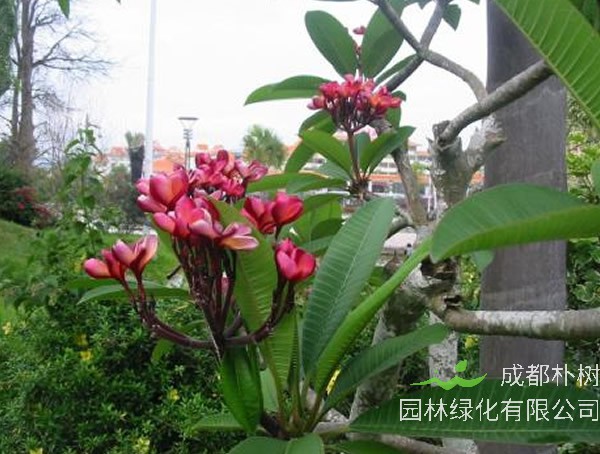 红鸡蛋花代表什么含义？红鸡蛋花的花语是什么？