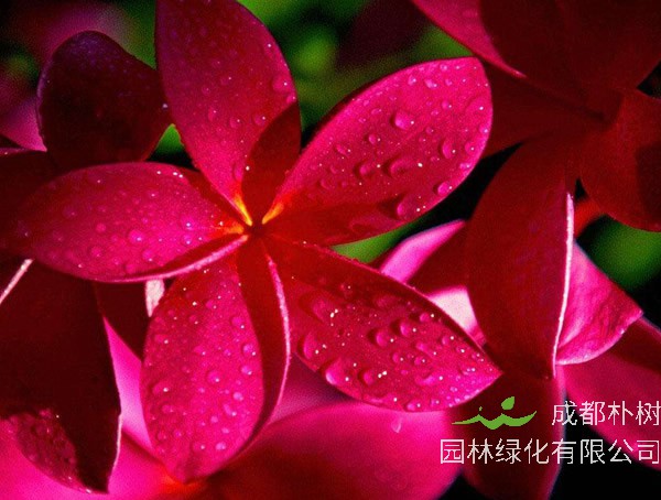 为什么红鸡蛋花树叫做鸡蛋花树？