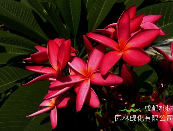 白鸡蛋花和红鸡蛋花可以放在一起煮水喝吗？