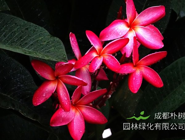 红鸡蛋花有毒吗？