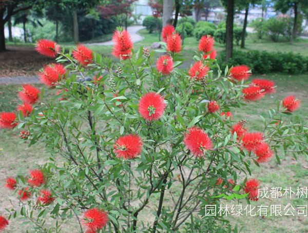 串钱柳价格-图片-形态特征-主要经济价值-分布范围-生长习性