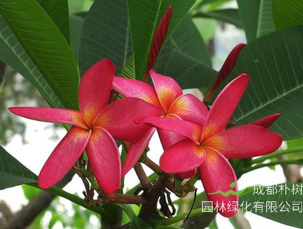 红鸡蛋花的花语是什么，代表什么含义？