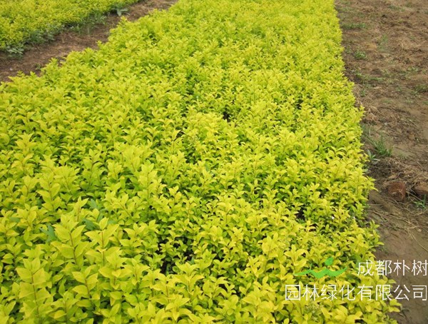 金边黄杨图片