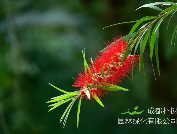 串钱柳的繁殖方法、栽培技术、病虫防治方法介绍