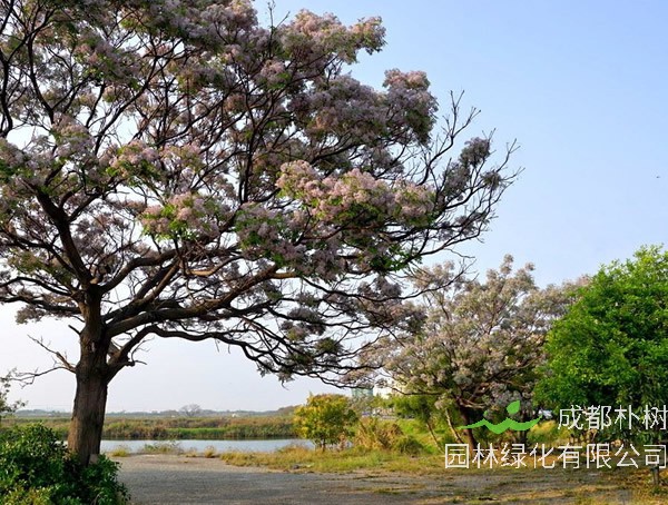 苦楝树价格-图片-形态特征-主要价值-分布范围-生长习性