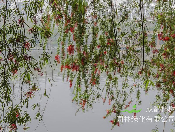 红千层与串钱柳的区别有哪些？