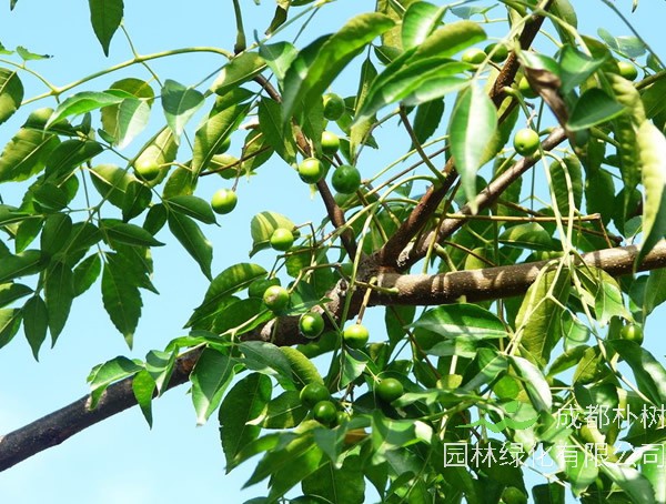 苦楝树价格-图片-形态特征-主要价值-分布范围-生长习性