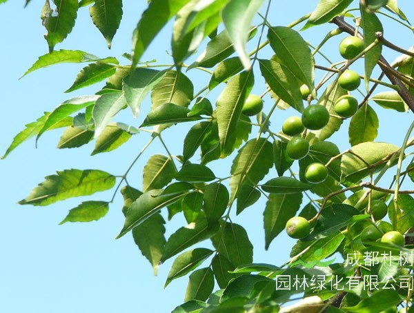 苦楝树价格-图片-形态特征-主要价值-分布范围-生长习性