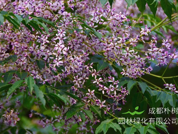 苦楝树价格-图片-形态特征-主要价值-分布范围-生长习性