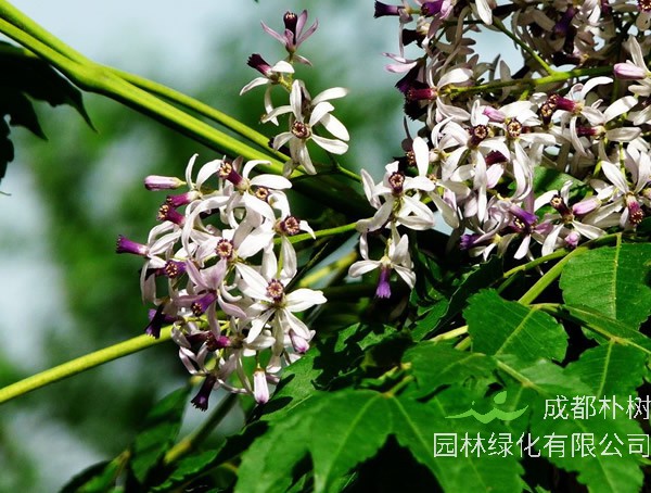 苦楝树价格-图片-形态特征-主要价值-分布范围-生长习性