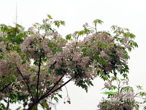 苦楝树价格-图片-形态特征-主要价值-分布范围-生长习性