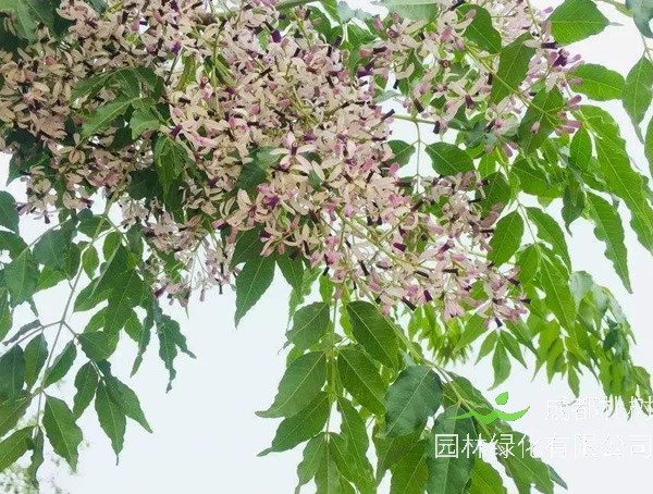 苦楝树栽培要点、苗期管理方法介绍