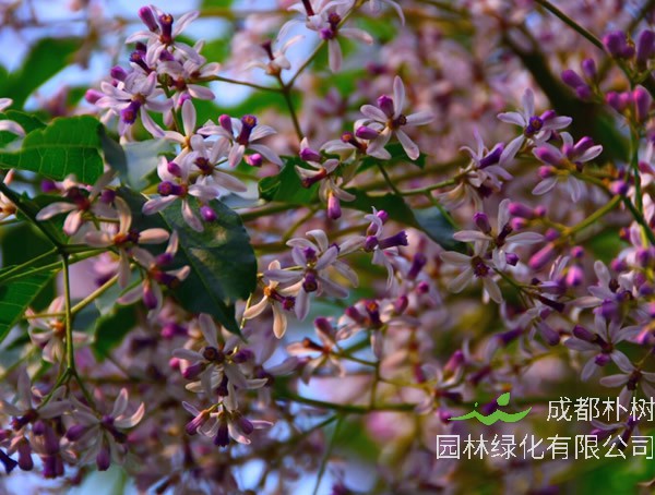 苦楝树有什么象征意义，苦楝树的花语是什么？