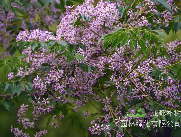 苦楝树常见的几种种植方法介绍