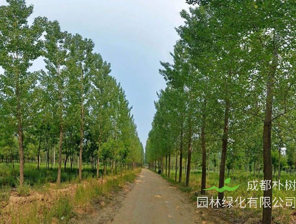 苦楝树对人体有没有害？