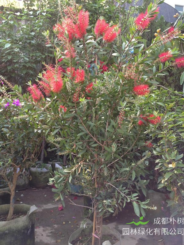 串钱柳种植技术有哪些？