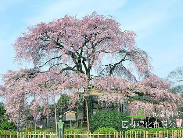 苦楝树做家具到底好不好？