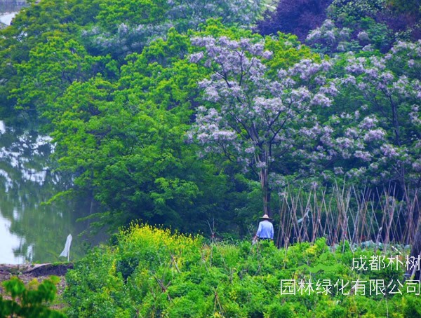 苦楝树是什么样子？苦楝树是什么树？