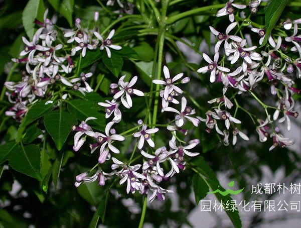 院子里种苦楝树影响风水吗？