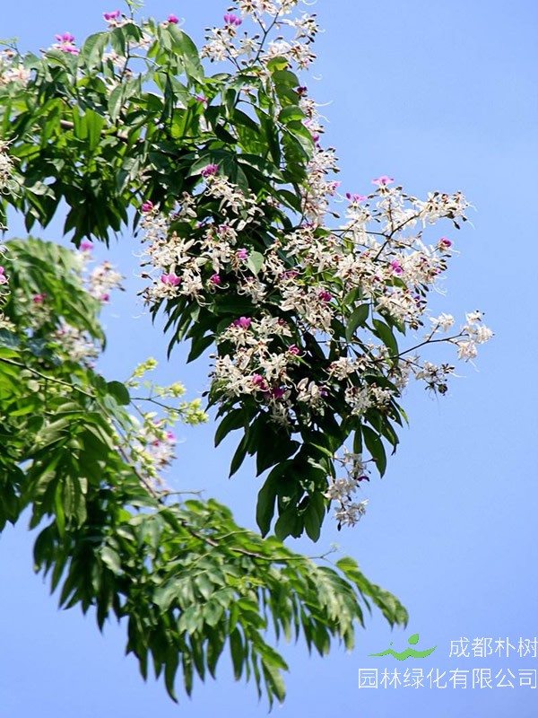 为什么冬天苦楝树会落光树叶？