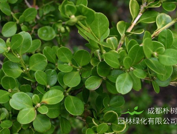 瓜子黄杨球图片