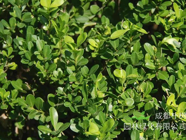 瓜子黄杨球图片