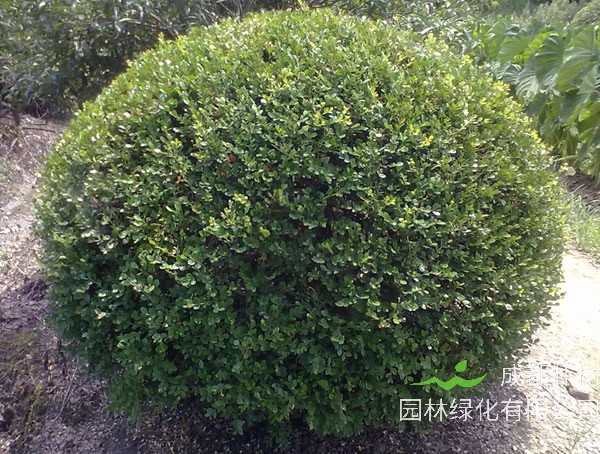 瓜子黄杨盆景图片