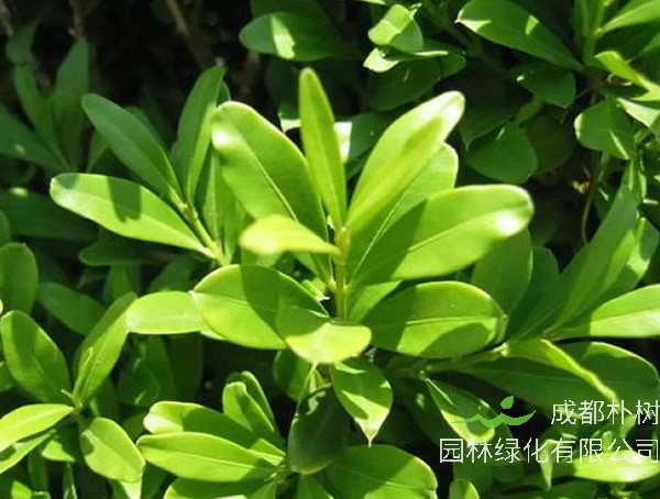 瓜子黄杨盆景图片