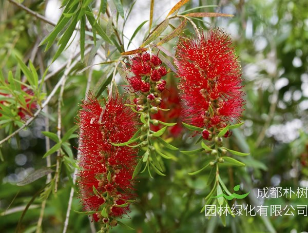 绿化苗木中的串钱柳怕冷吗？