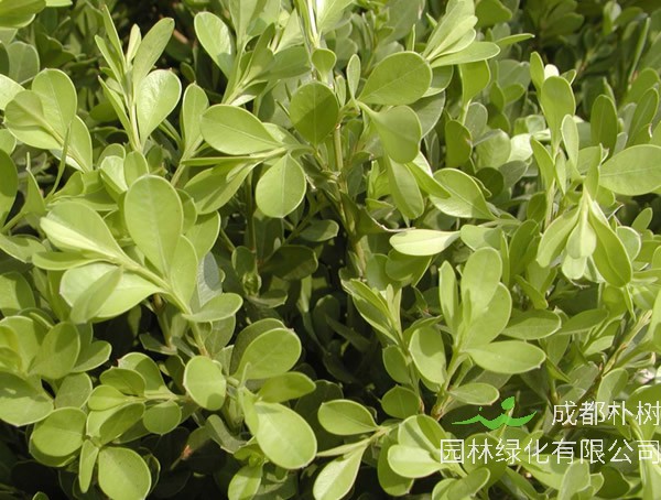 豆瓣黄杨球图片