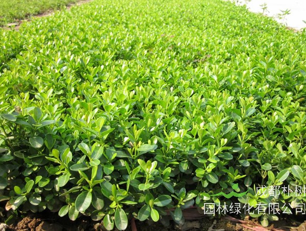 豆瓣黄杨盆景图片