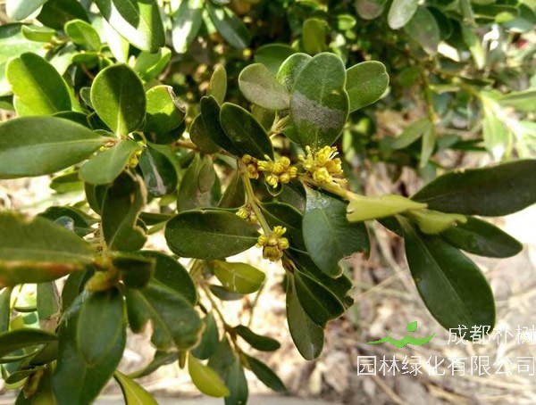 豆瓣黄杨盆景图片