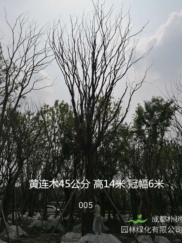 黄连木的功效有哪些，应该怎么种植？