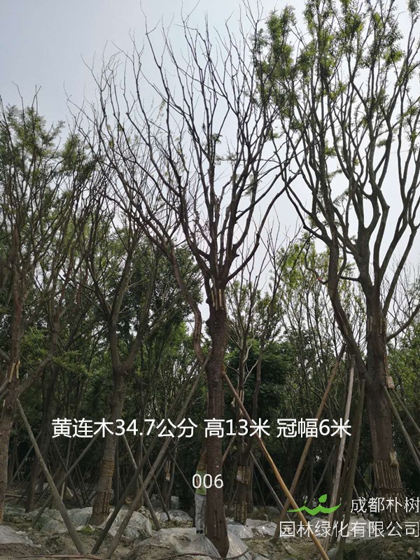 黄连木的功效有哪些，应该怎么种植？