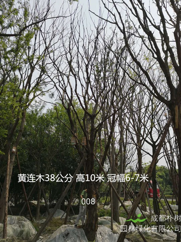 黄连木的花期是在每年的什么时候？