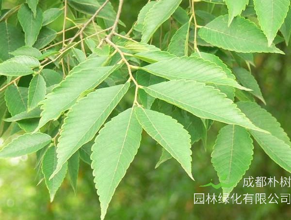 榉树和朴树是同一种树吗？有哪些区别呢？